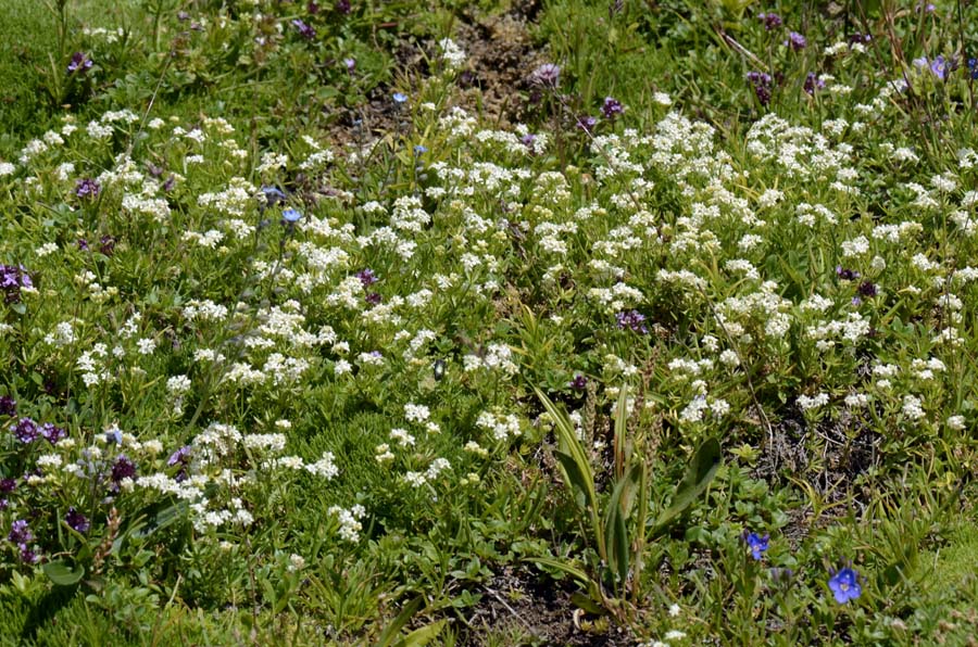 Galium anisophyllon / Caglio alpino